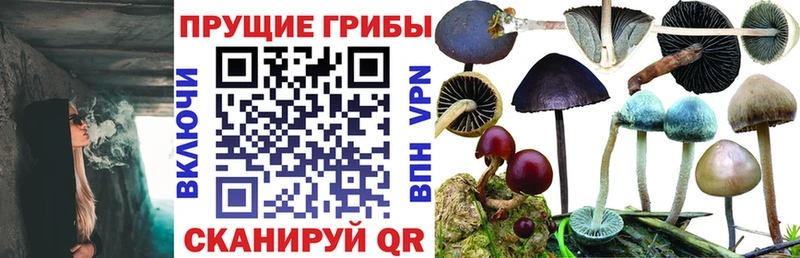 цена   Абакан  Псилоцибиновые грибы прущие грибы 